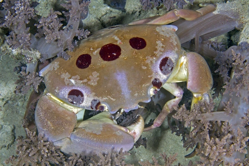 Bộ sưu tập cua mặt trăng ảnh đẹp dành cho người yêu đại dương