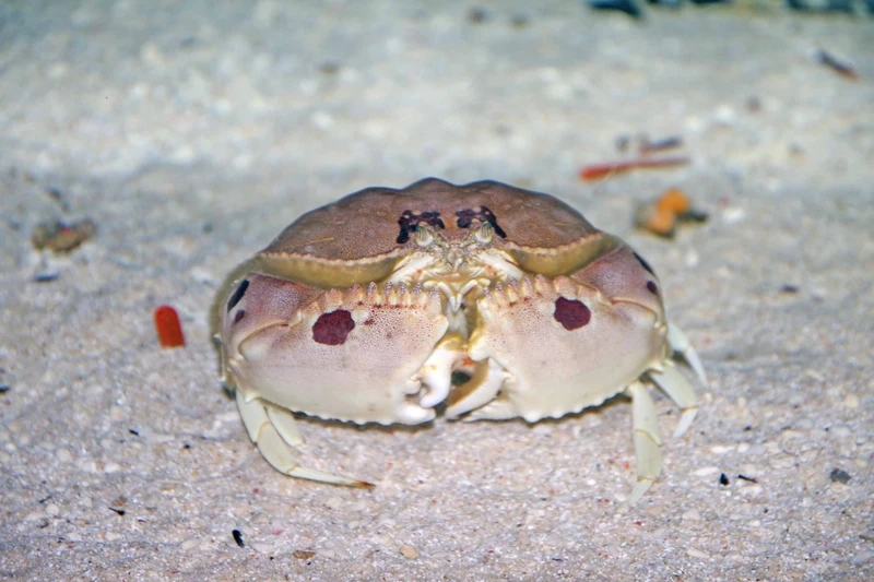 Khám phá thế giới cua mặt trăng đại dương nhiệt đới