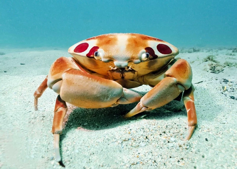 Sự độc đáo của cua mặt trăng động vật biển độc đáo