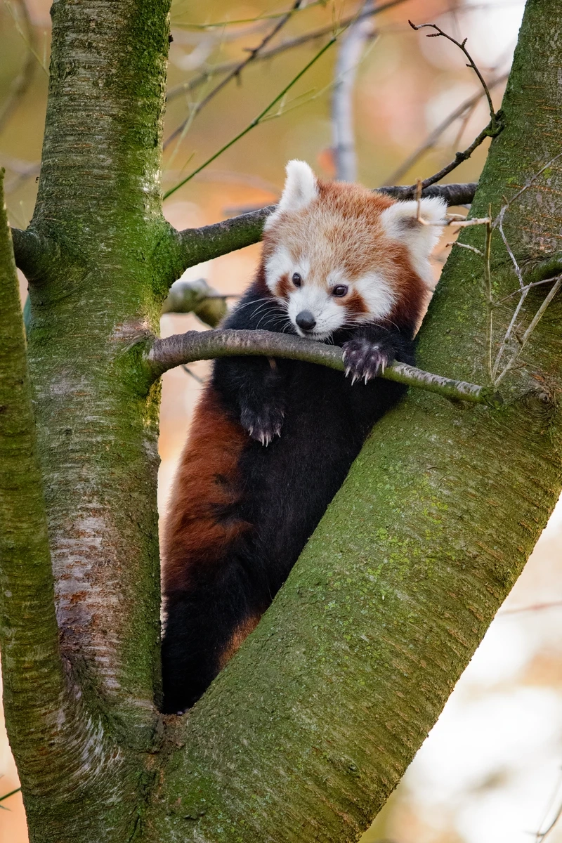 Hình ảnh gấu trúc đỏ trong rừng tự nhiên và yên bình