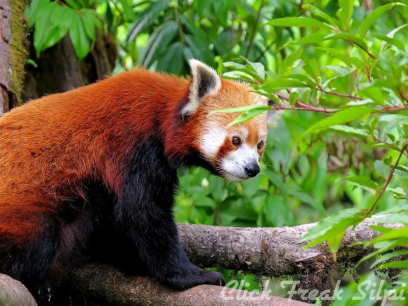 Khoảnh khắc gấu trúc đỏ leo cây cực kỳ linh hoạt