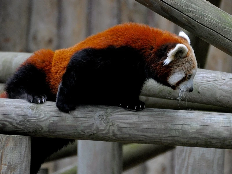 Gấu trúc đỏ châu á nổi bật với bộ lông đỏ đặc trưng