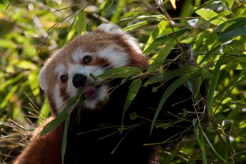 Bộ lông đặc trưng của gấu trúc đỏ lông đỏ nổi bật