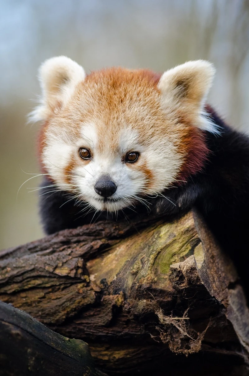 Góc chụp gấu trúc đỏ macro cực kỳ chi tiết