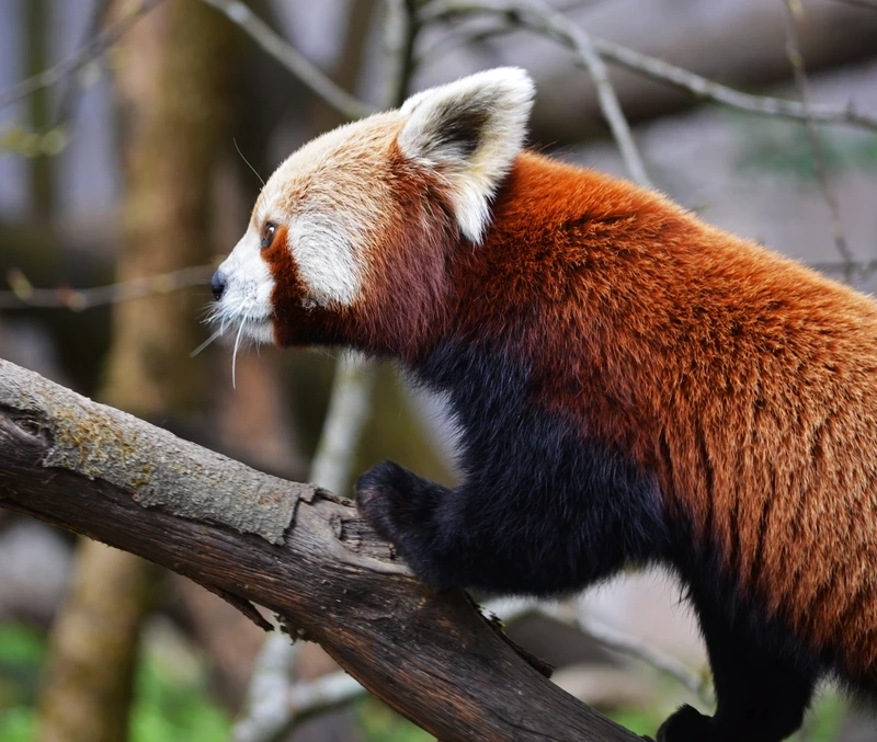 Gấu trúc đỏ động vật rừng sống trong môi trường tự nhiên