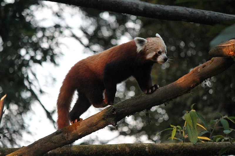 Tuyển tập gấu trúc đỏ ảnh đẹp trong thiên nhiên