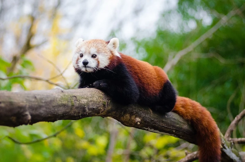 Gấu trúc đỏ động vật hoang dã sống trong rừng núi