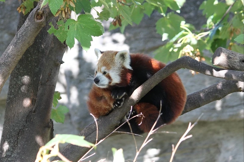 Góc chụp gấu trúc đỏ macro nghệ thuật cực ấn tượng