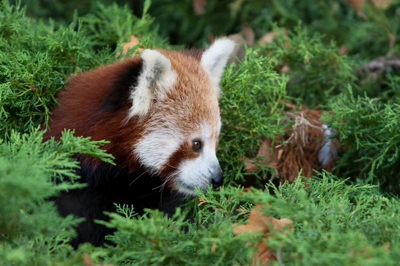 Gấu trúc đỏ sinh vật rừng sống giữa thiên nhiên xanh