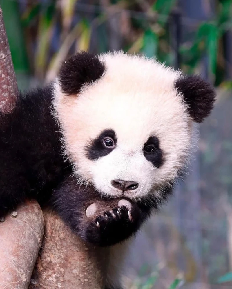 Gấu trúc lớn dễ thương khiến ai nhìn cũng thích thú