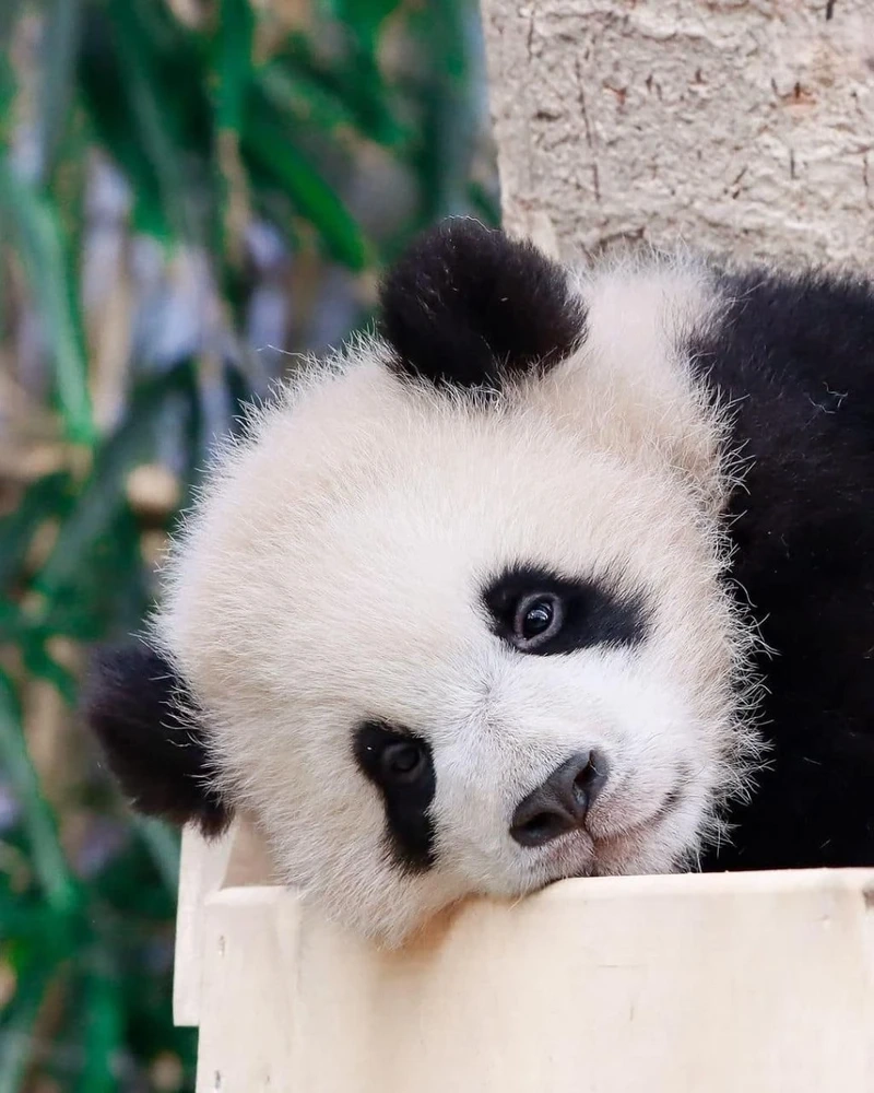 Gấu trúc lớn trung quốc biểu tượng động vật nổi tiếng