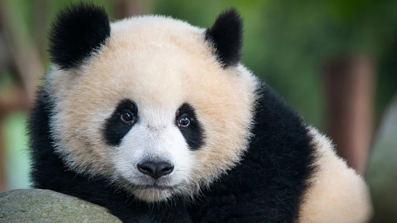 Góc chụp gấu trúc lớn macro cực kỳ chi tiết