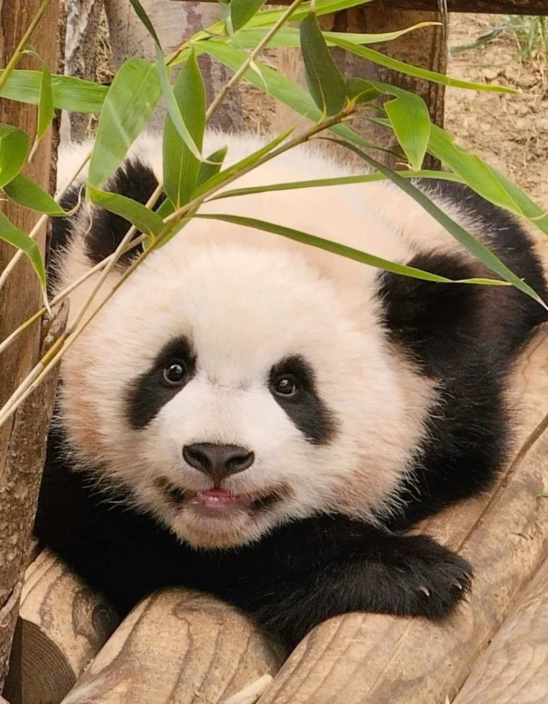 Gấu trúc lớn động vật nổi tiếng trong thế giới động vật