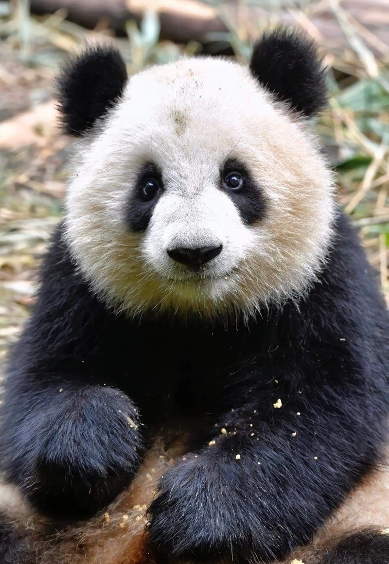 Khoảnh khắc gấu trúc lớn ngồi ăn tre cực đáng yêu