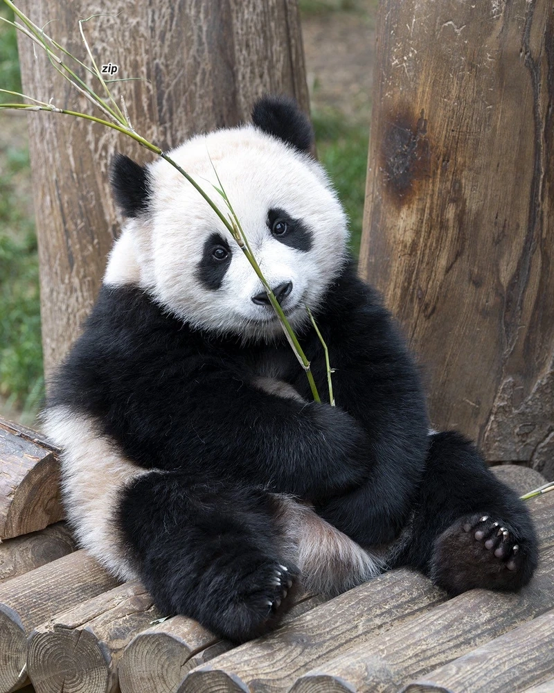 Góc chụp gấu trúc lớn macro nghệ thuật cực ấn tượng