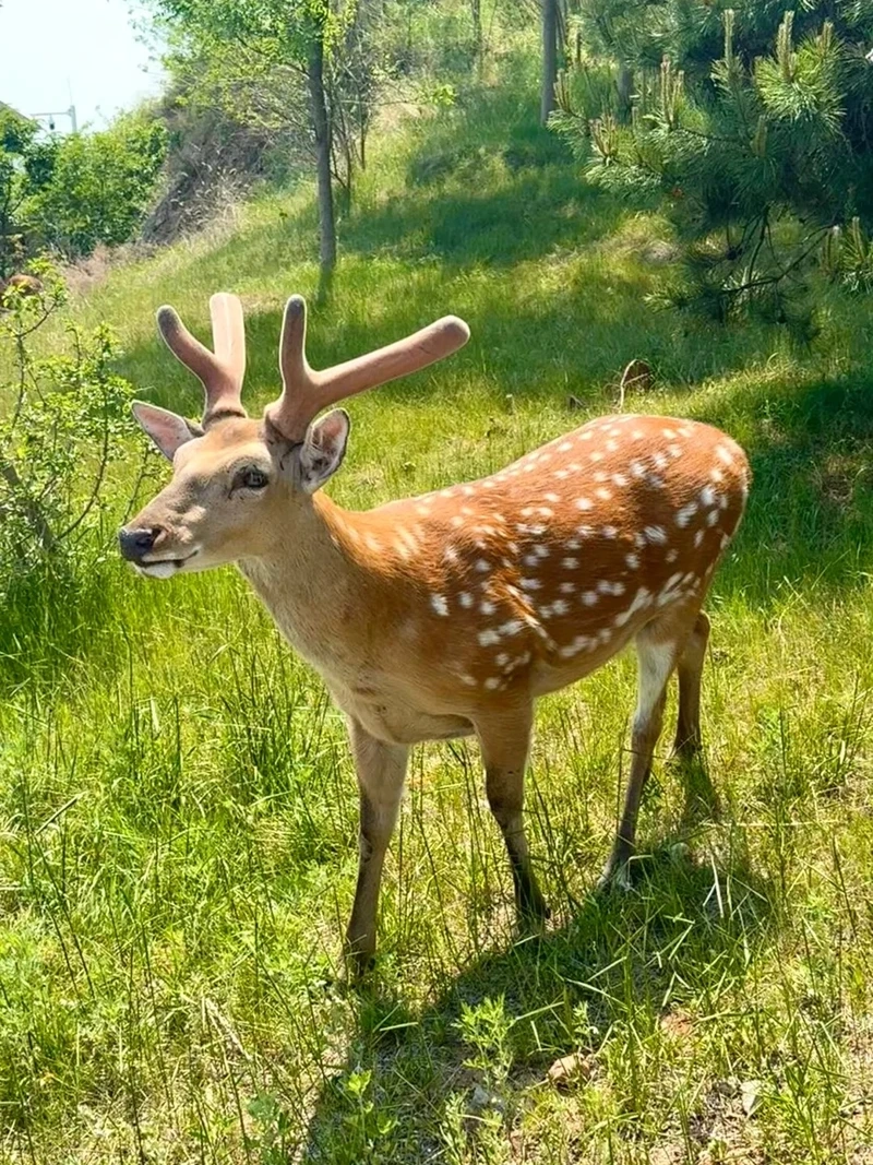 Khung cảnh hươu sao trong rừng yên bình và tự nhiên