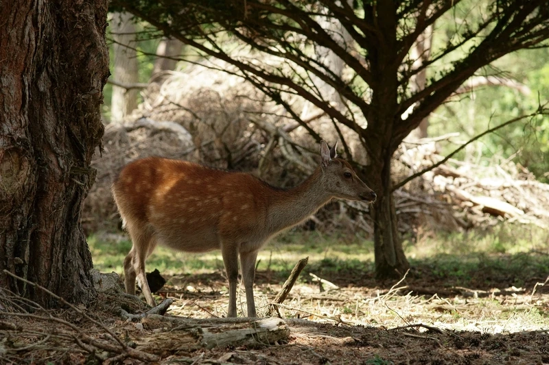 Vẻ đẹp của hươu sao thiên nhiên hoang dã khiến người xem say mê
