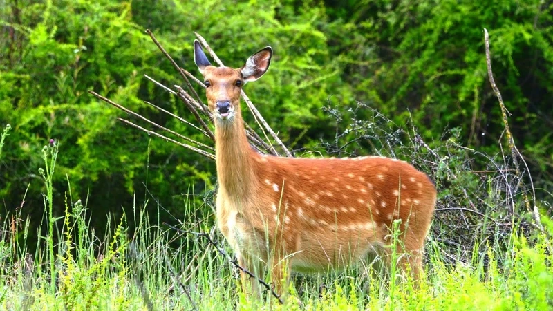 Hươu sao động vật rừng hiền lành trong hệ sinh thái tự nhiên
