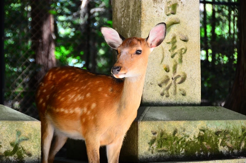 Hươu sao châu á nổi bật với bộ lông đốm đặc trưng