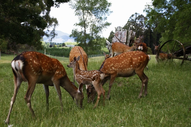 Khung cảnh hươu sao thiên nhiên xanh yên bình