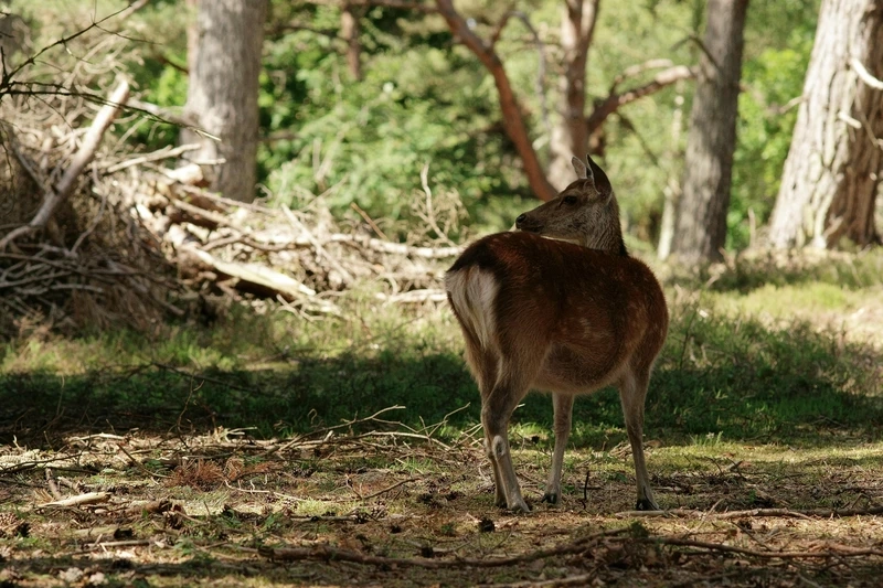 Bộ sưu tập hươu sao ảnh đẹp trong thiên nhiên
