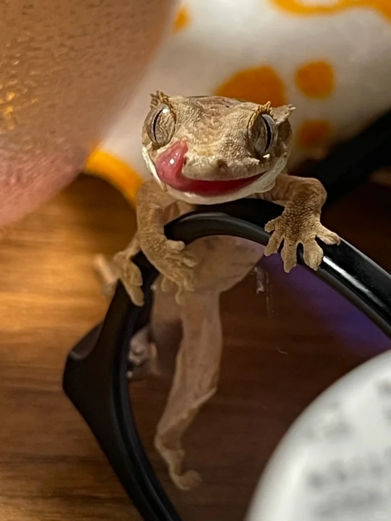 Ngắm nhìn kỳ nhông cảnh màu sắc rực rỡ khiến ai cũng mê mẩn