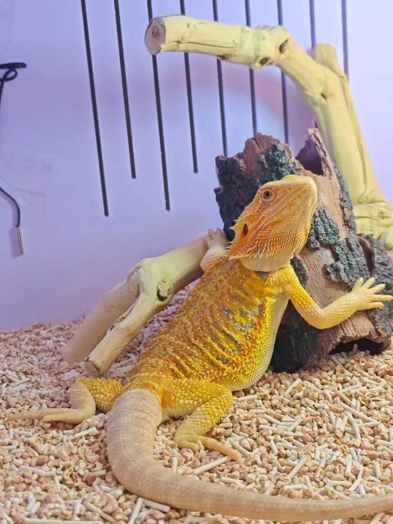 Khám phá vẻ đẹp độc đáo của kỳ nhông cảnh bò sát trong thế giới thiên nhiên