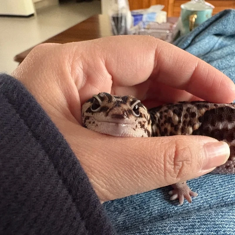 Vẻ đáng yêu bất ngờ của kỳ nhông cảnh bò sát nhỏ trong thế giới bò sát