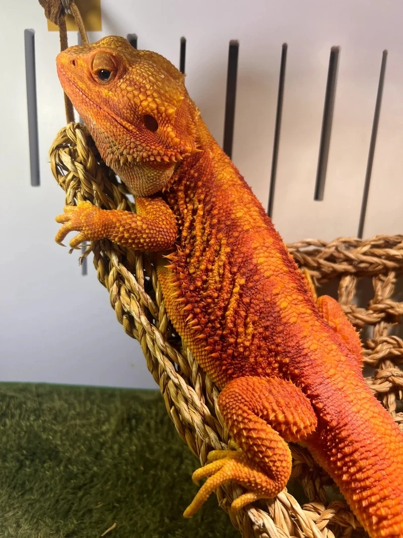 Sức sống mạnh mẽ của kỳ nhông cảnh sa mạc giữa môi trường khắc nghiệt