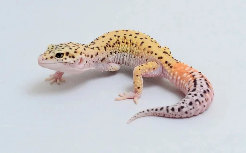 Tìm hiểu loài kỳ nhông cảnh châu Á độc đáo được nhiều người yêu thích