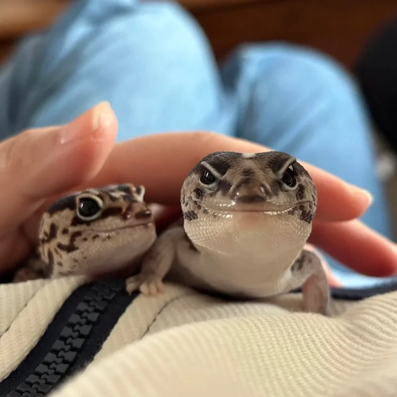 Khoảnh khắc thú vị khi kỳ nhông cảnh leo cây giữa thiên nhiên sống động