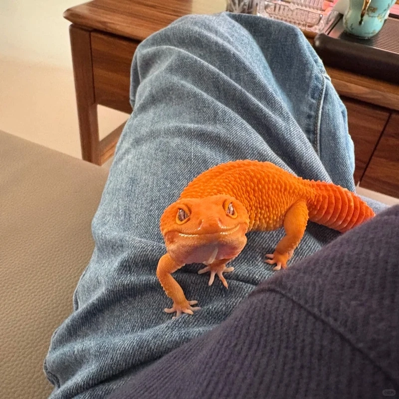 Cảnh săn mồi tự nhiên của kỳ nhông cảnh ăn côn trùng đầy thú vị