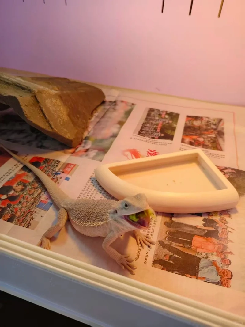 Trải nghiệm nuôi kỳ nhông cảnh nuôi trong bể kính cực kỳ sinh động