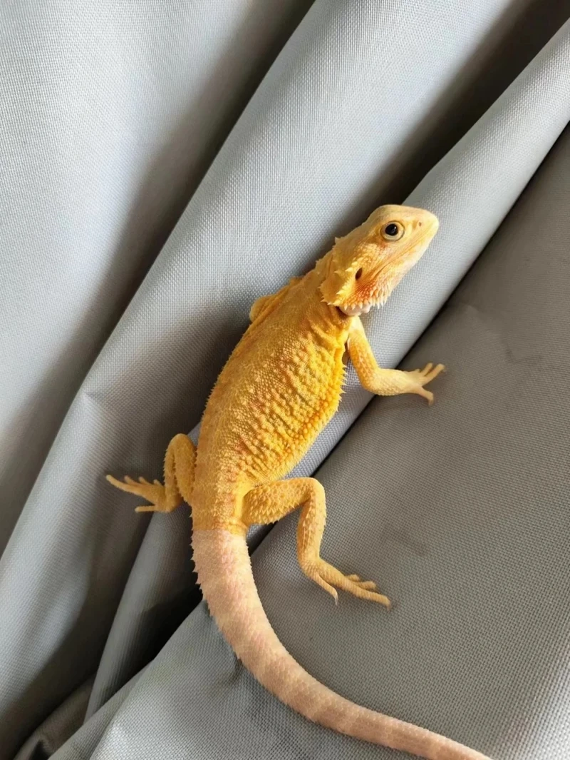 Thế giới tự nhiên hấp dẫn của kỳ nhông cảnh hoang dã