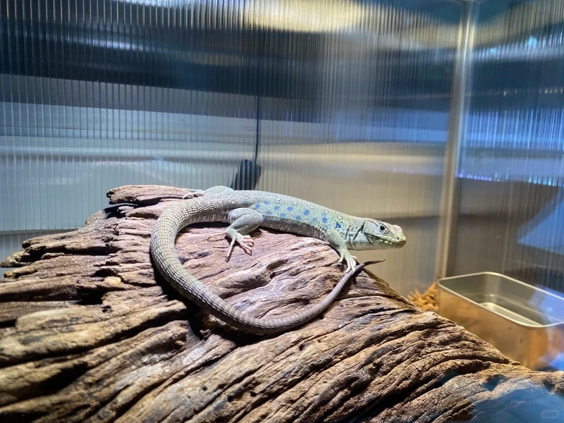 Môi trường sống tuyệt đẹp của kỳ nhông cảnh nhiệt đới