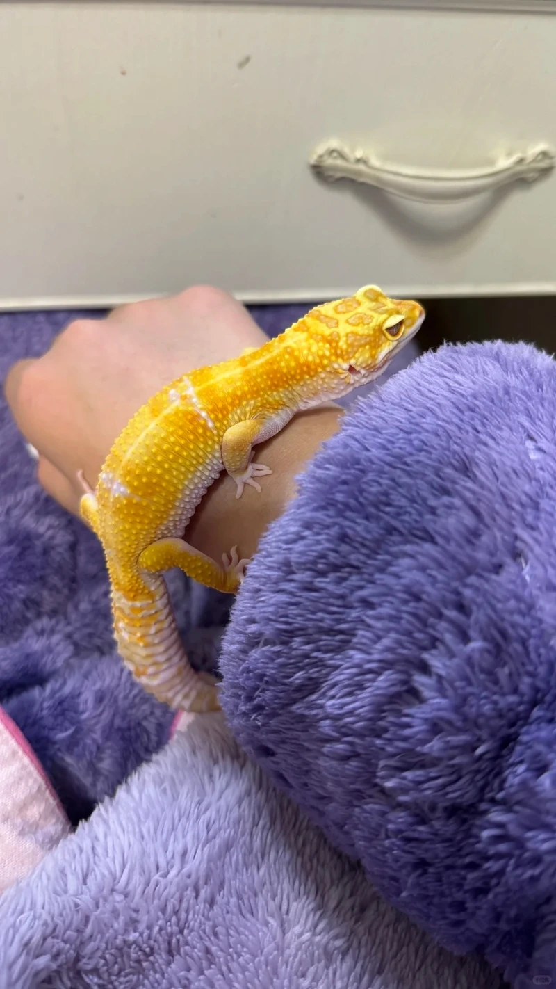 Vì sao kỳ nhông cảnh thú cưng đang trở thành xu hướng nuôi bò sát