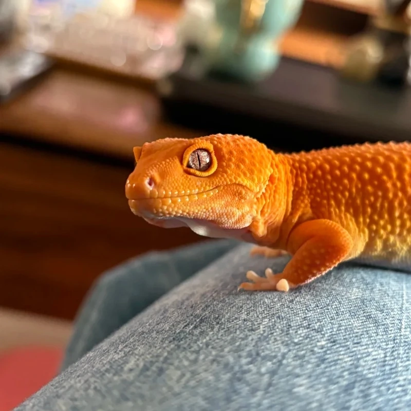 Khám phá nét độc lạ của kỳ nhông cảnh bò sát độc đáo