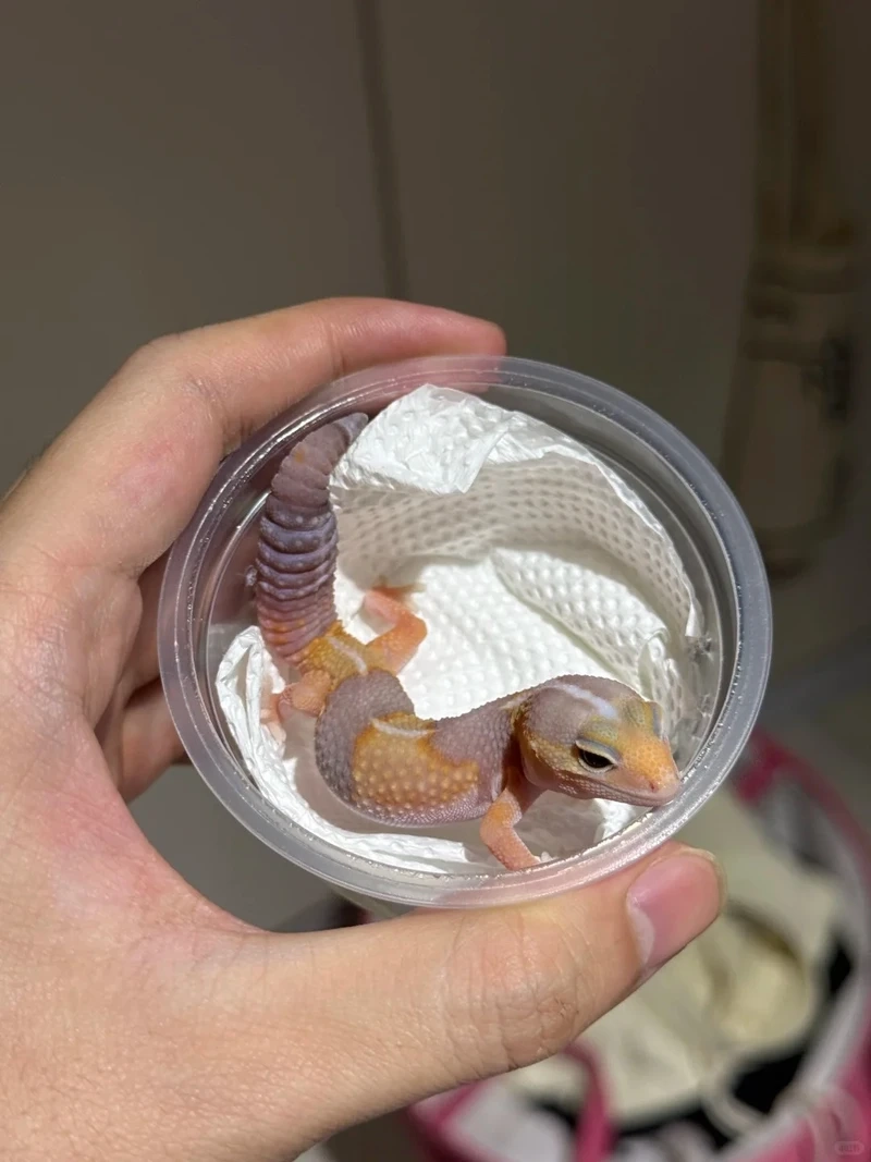 Sự hòa mình thiên nhiên của kỳ nhông cảnh màu nâu cực ấn tượng