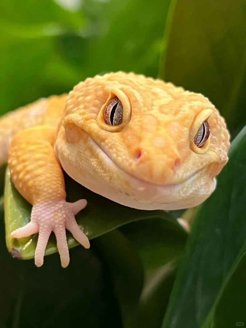 Vì sao kỳ nhông cảnh phổ biến được nhiều người yêu bò sát lựa chọn