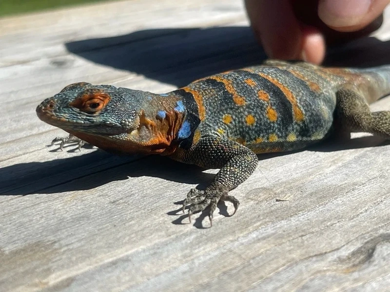 Vẻ đáng yêu bất ngờ của kỳ nhông cảnh nhỏ khiến bạn muốn nuôi ngay