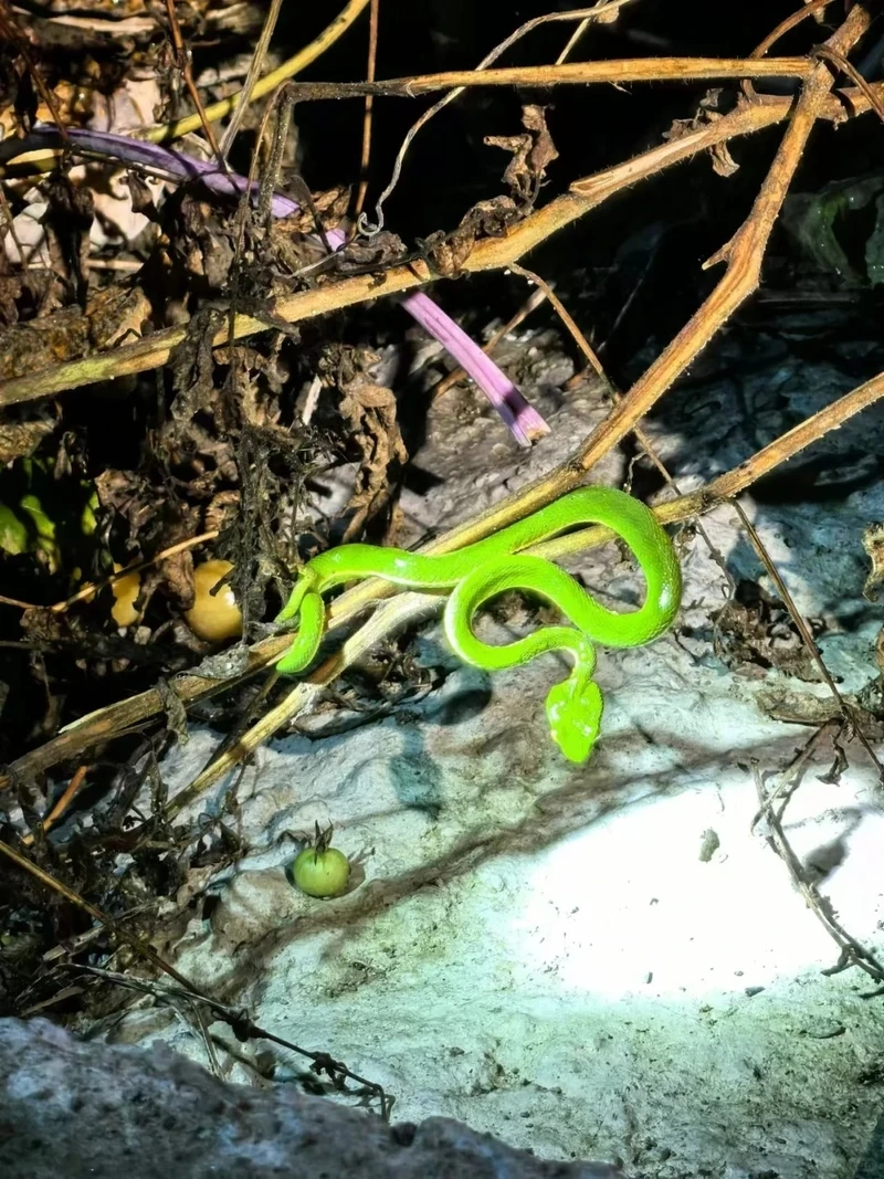 Rắn lục xanh cận cảnh với màu sắc nổi bật trong tự nhiên