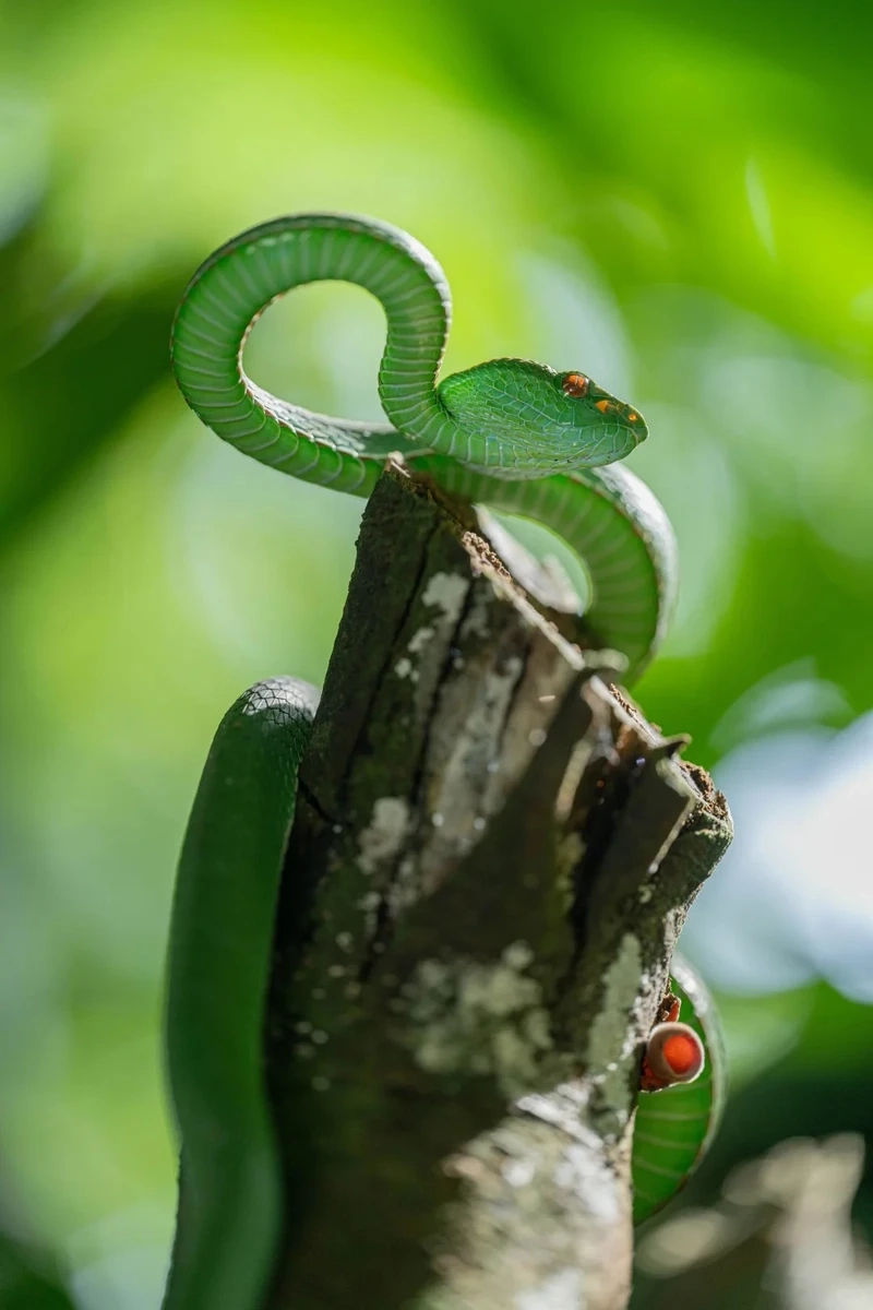 Hình ảnh rắn lục xanh trên cành cây trong rừng rậm