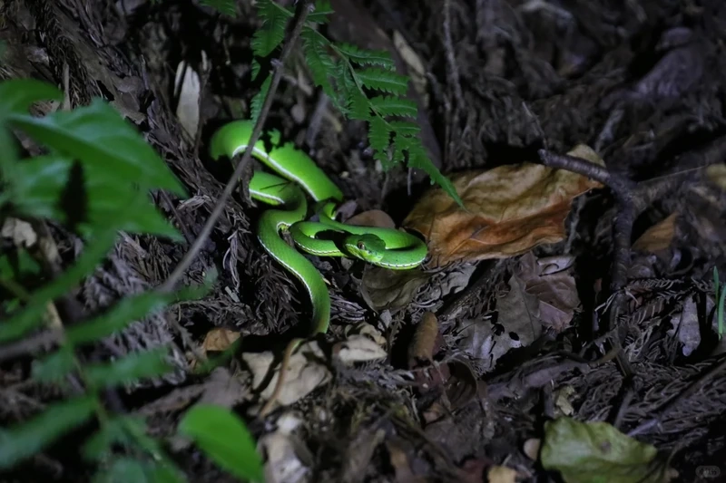 Rắn lục xanh rừng nhiệt đới với khả năng ngụy trang hoàn hảo