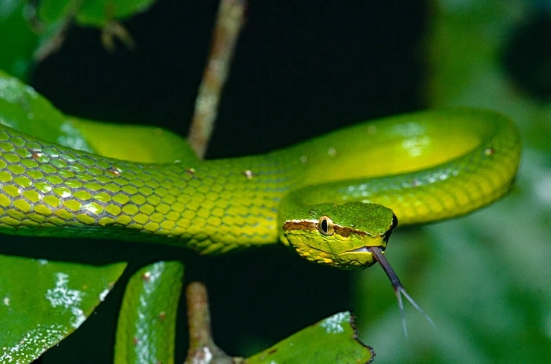 Vẻ ấn tượng của rắn lục xanh mắt đỏ trong thiên nhiên