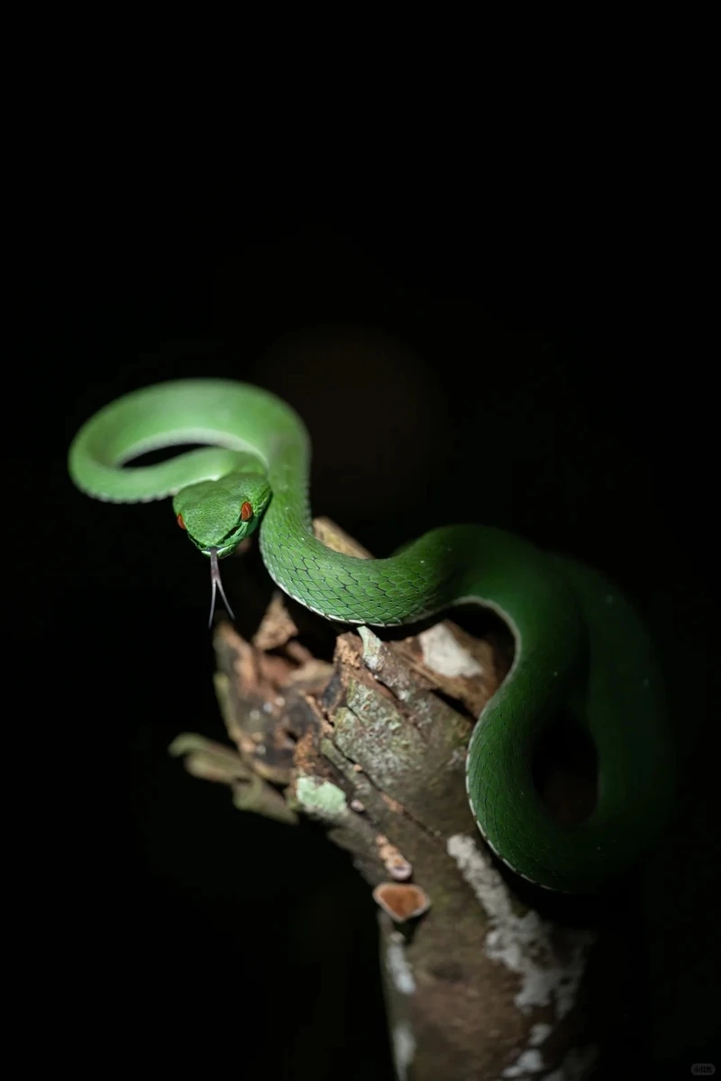 Hình ảnh rắn lục xanh thiên nhiên hoang dã sống trong rừng