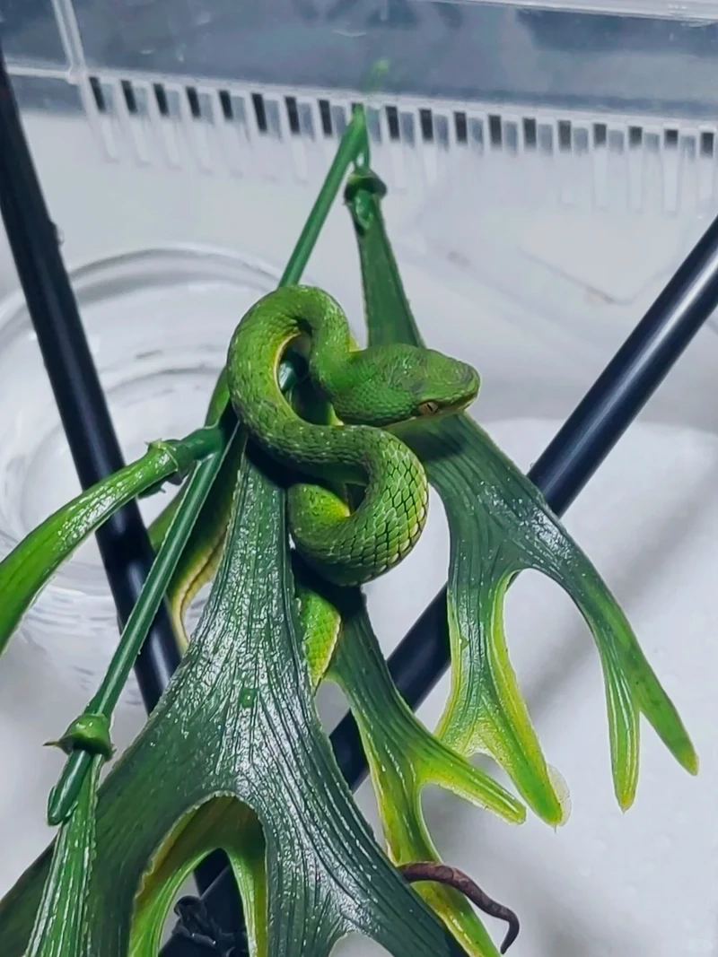 Khoảnh khắc rắn lục xanh săn mồi đầy kịch tính