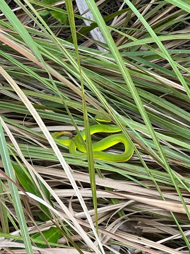 Rắn lục xanh động vật bò sát nổi bật trong rừng