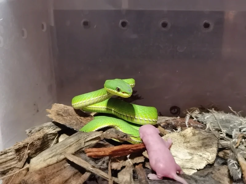 Hình ảnh rắn lục xanh cuộn mình trên cành cây