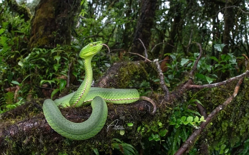 Rắn lục xanh rừng rậm với môi trường sống tự nhiên