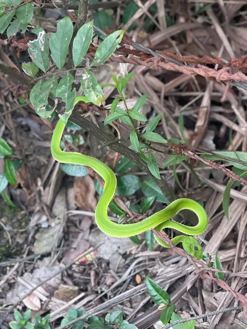 Góc rắn lục xanh cận cảnh đầu rắn đầy ấn tượng